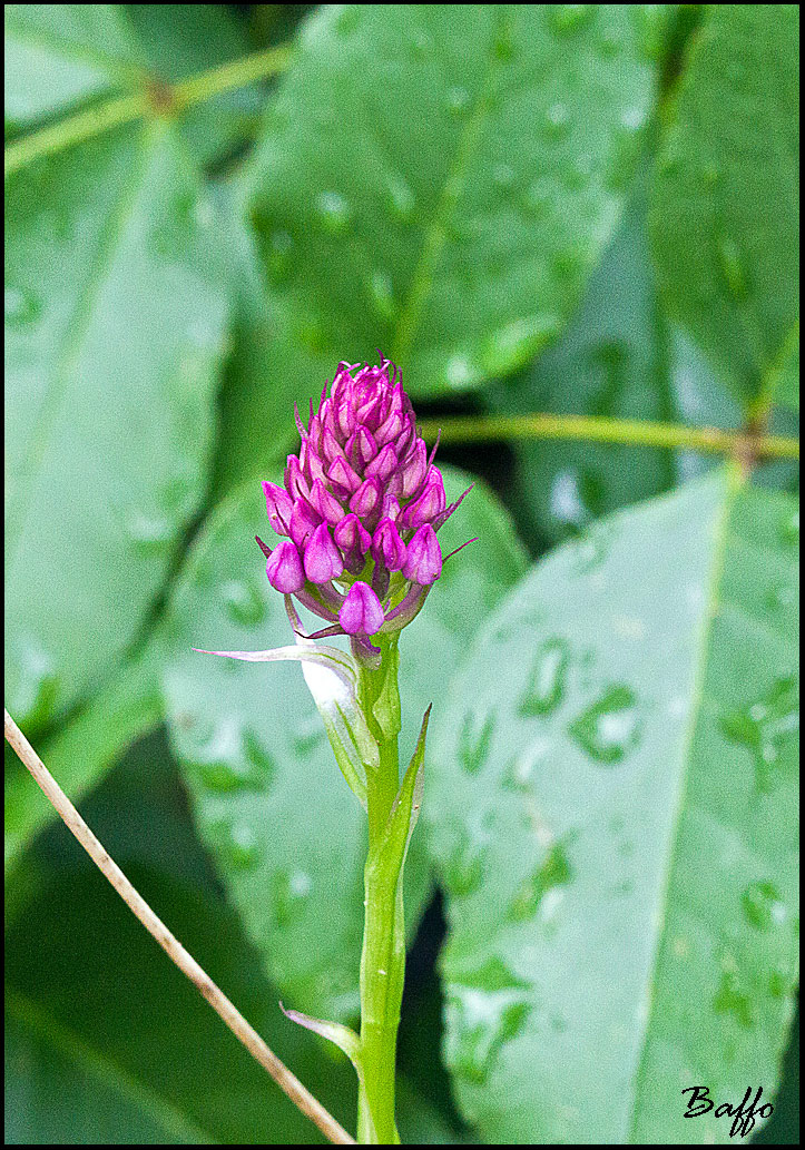 Anacampus pyramidalis ?